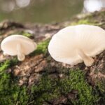 Psylocybina i Golden Teacher - Jak Grzyby Halucynogenne Wpływają na Świadomość?