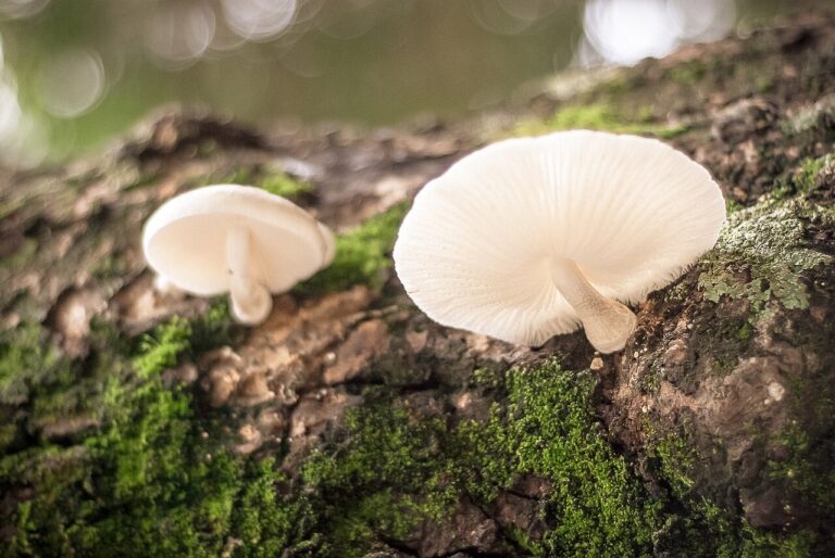 Psylocybina i Golden Teacher - Jak Grzyby Halucynogenne Wpływają na Świadomość?